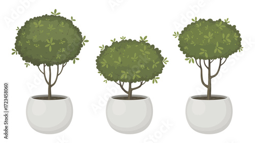 Three perfectly shaped green topiary trees in white pots creating a symmetrical decorative element silhouette