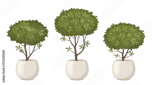 Three potted green topiary trees with rounded leafy crowns and slender branches in white pots silhouette