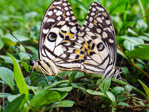 Canvas Print mating season of Butterflies Mating, close-up of butterfly, macro