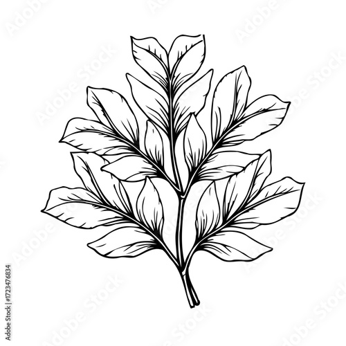 Elegant botanical illustration of leafy sprig showcasing artistic simplicity in a hand-drawn,