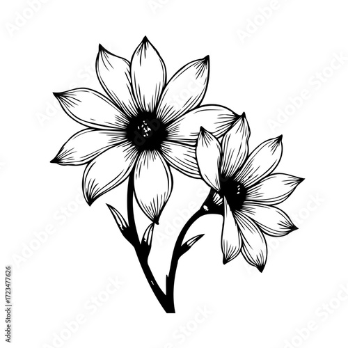 Elegant floral duo: Botanical line art illustration with petals, stamen, leaves, and graceful stem