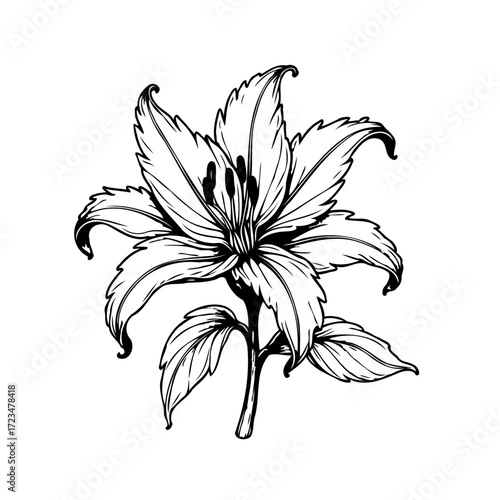 Elegant lily blossom artwork with intricate line work for sophisticated designs and creative