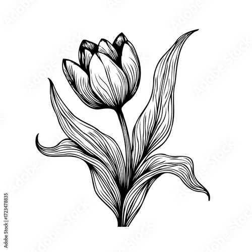 Elegant monochrome tulip botanical illustration providing a sophisticated aesthetic floral design