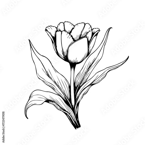 Elegant tulip blossom illustration showcasing graceful petals with foliage on white backdrop