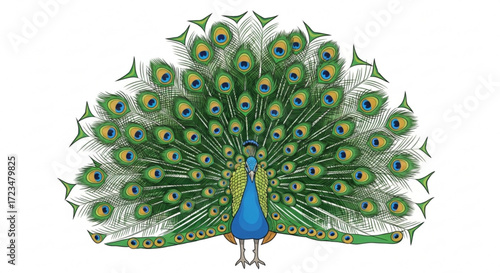 Beautiful peacock with open feathers tail drawing illustration vector design graphic art image stock photo
