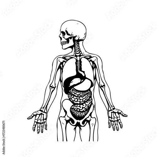 Human anatomical illustration displaying internal organ systems skeleton in black and white design