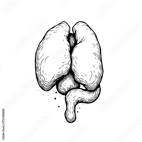 Human anatomical lung illustration with intricate details showcasing respiration and health