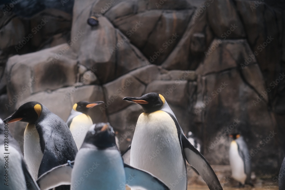 Fototapeta premium king penguins in the zoo