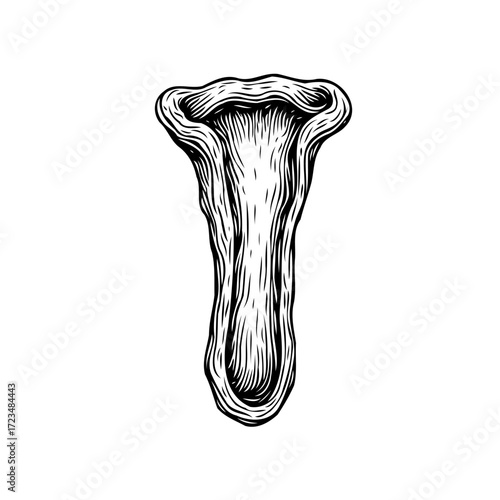 Monochrome illustration of a chanterelle mushroom showcasing intricate line work and organic form