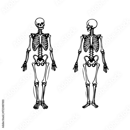 Skeletal anatomy display featuring two upright standing skeletons black illustration anatomical