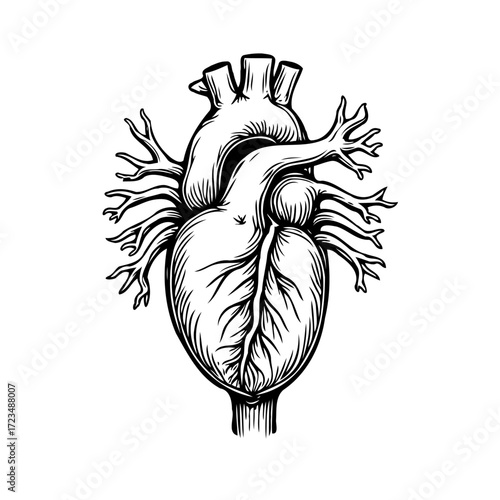 Stylized anatomical heart illustration showcases intricate vascular system and organic form for
