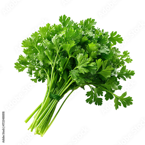 Vibrant Fresh Green Parsley Bunch with Water Droplets for Culinary Design Projects