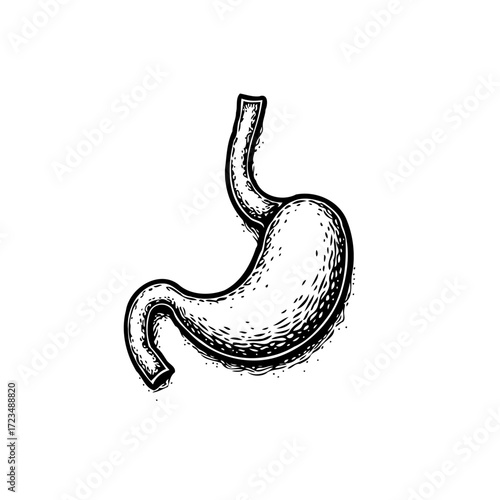 Vintage anatomical illustration of a human stomach organ highlighting its delicate structure and