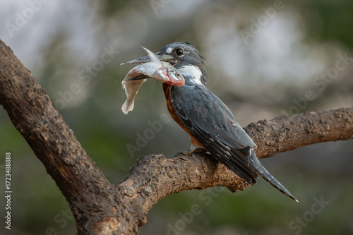 Photography A Kingfisher in Pantanal, Brazil
