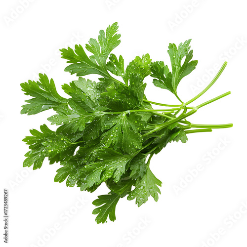 Fresh Italian Parsley Sprigs with Water Droplets