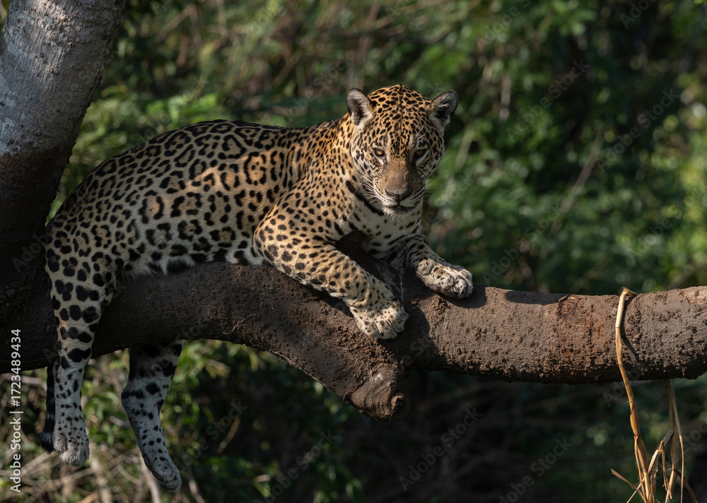 Obraz premium Jaguar hunting for caiman in the Pantanal, Brazil