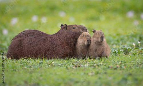Capybara family in the Pantanal