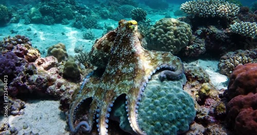 Observe the intricate camouflage abilities of an octopus as it subtly shifts its skin texture and color to blend seamlessly with its surrounding coral reef habitat. no data