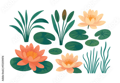 Colorful water lilies and aquatic plants illustration