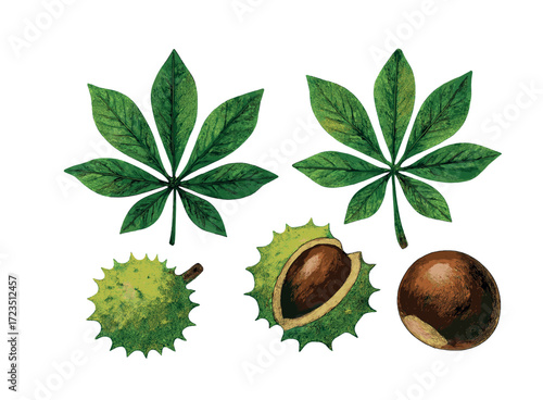 Horse chestnut leaves and spiky fruits with seeds on white background