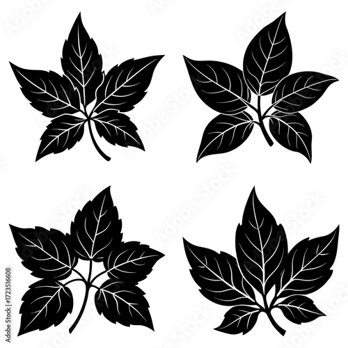Illustration of four virginia creeper leaves in black and white with detailed vein structures and distinct shapes