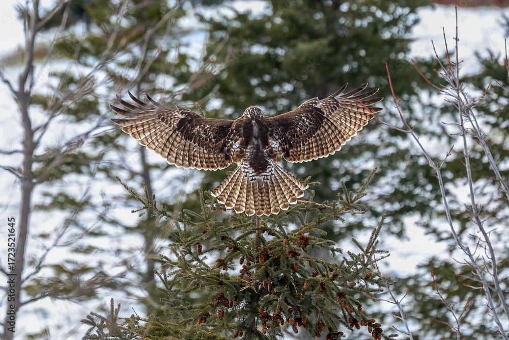 Obraz premium beautiful red tailed hawk spread wings