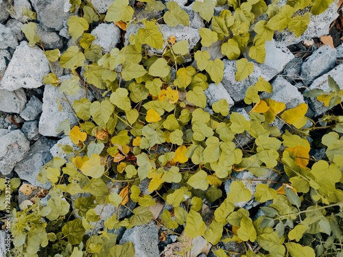 Close-up view of leafy vines spreading on rough stone background, symbolizing nature and resilience.