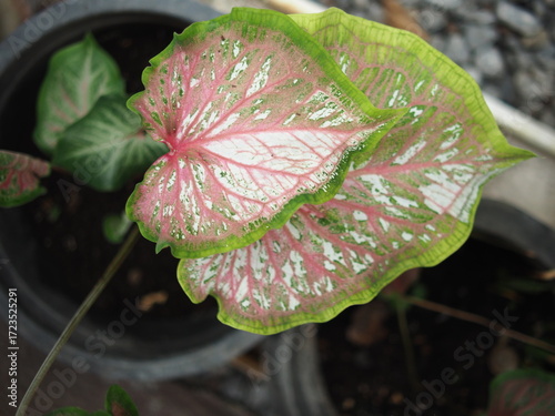 Obraz na płótnie caladium bicolor in home garden dolorfulof plant