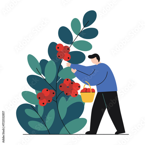 A man is picking berries from a bush into a basket.