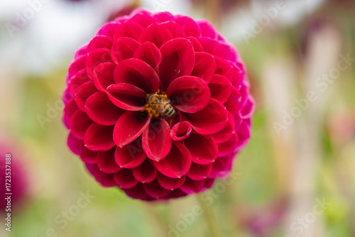 Bee and dahlia