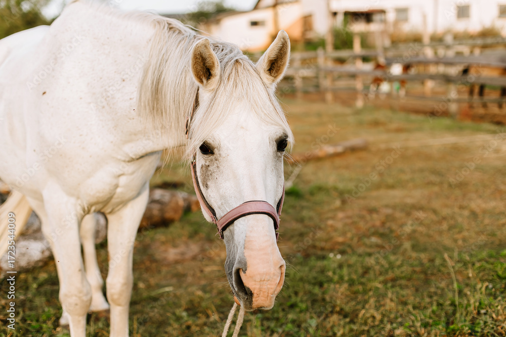 Fototapeta premium White horse on farm at sunset, rural countryside lifestyle and equestrian concept.