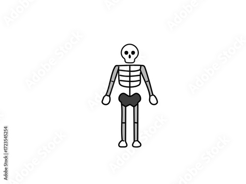 Human skeleton vector illustration, detailed anatomical bone structure, isolated on white background, perfect for medical education, Halloween graphics, spooky decorations and scientific design concep