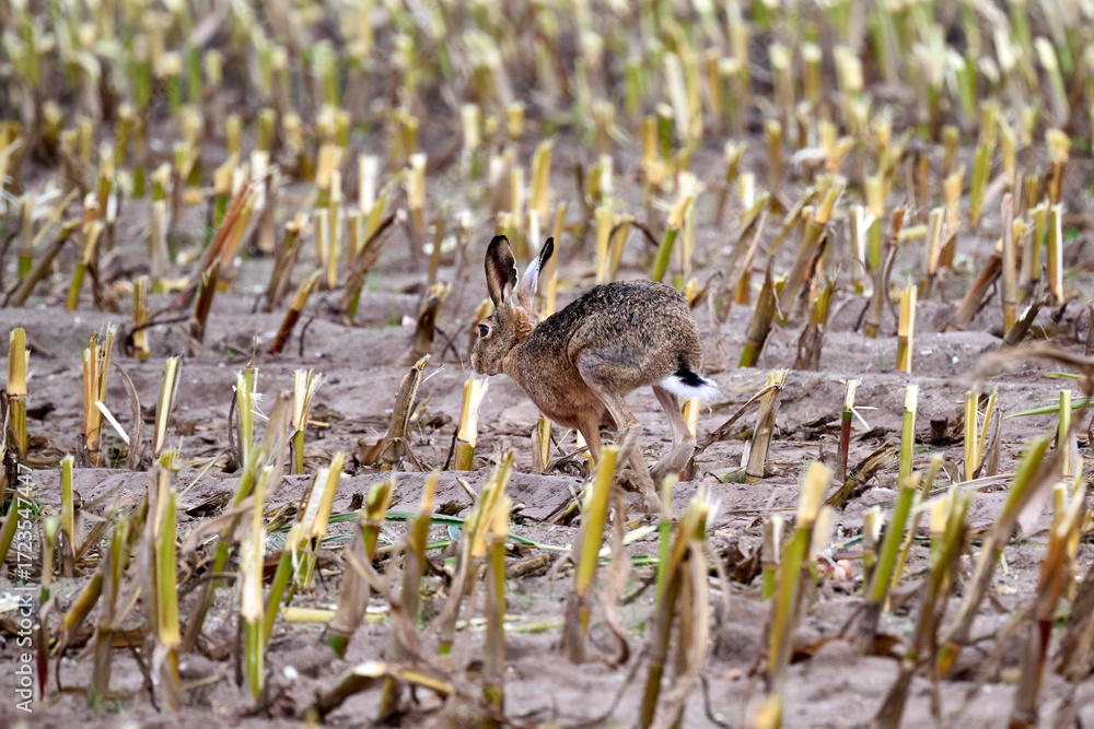 Obraz premium hare in a cornfield