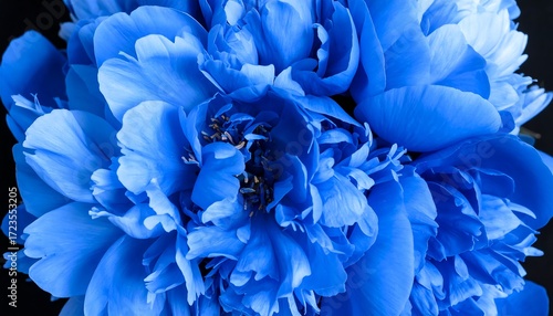 Fototapeta Naklejka Na Ścianę i Meble -  Close-up of vibrant blue peonies