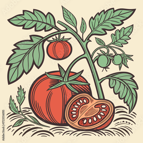 Red tomato vintage t-shirt design. Organic vegetable farm. Tomato vegetable artwork for t shirt print, poster, sticker and other uses.