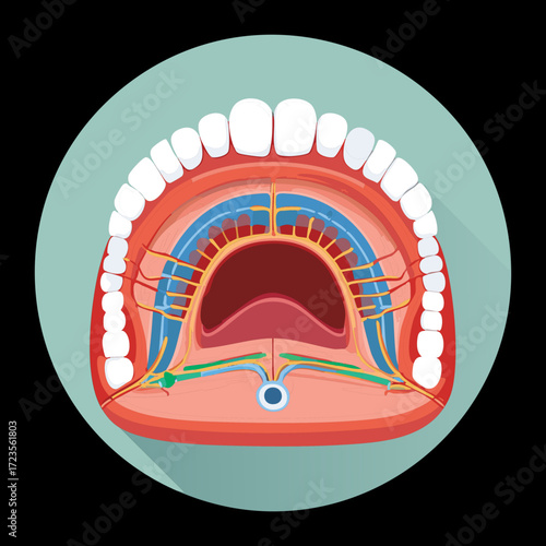 A minimalist anatomical view of the open mouth, focusing on the tonsils, uvula, and the palatal arch against a dark background for simple visual clarity	