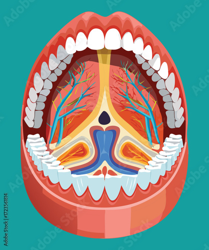 A complex anatomical cross-section illustration of the oral and nasal cavity, detailing the layers of tissue, bone, and the path of nerves and blood vessels in the head and neck	