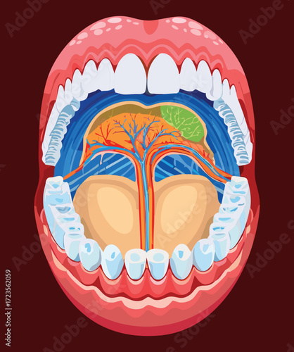 A vibrant anatomical cutaway of the oral cavity, illustrating the relationship between the tongue, salivary glands, and muscle groups supporting the floor of the mouth and pharynx	