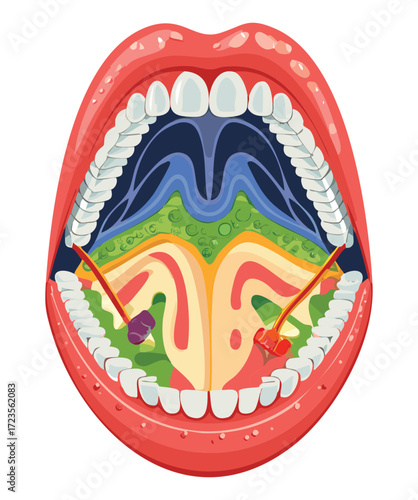 An overhead anatomical diagram of the oral cavity, focusing on the palatal arch, uvula, and tonsil area, with distinct color-coded muscle and tissue layers	