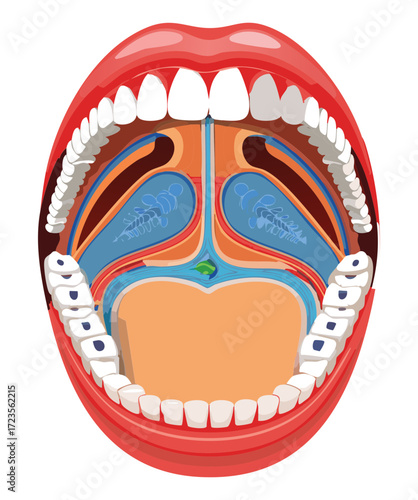 Detailed anatomical cross-section illustration of the oral and nasal cavity, detailing the layers of tissue, bone, and the path of nerves and blood vessels in the throat region	