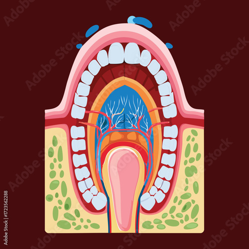 An educational cross-section diagram of the dentition and surrounding gums, showing the deep internal structures of a tooth within the alveolar bone of the jaw	