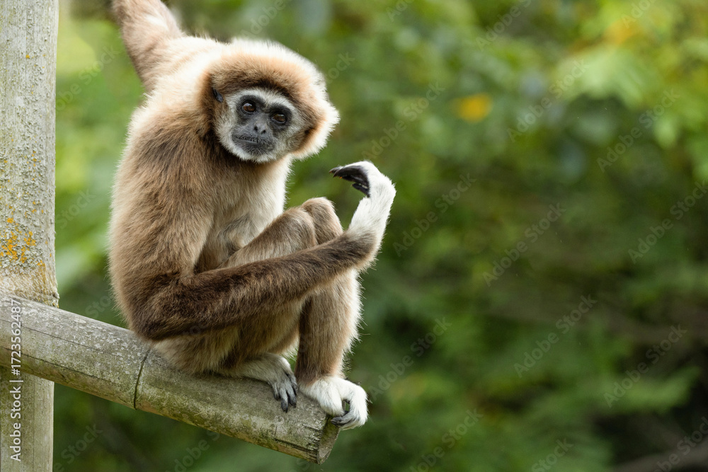Obraz premium lar gibbon white-handed gibbon, an endangered primate in the gibbon family