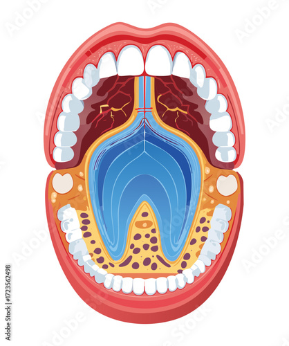 Detailed cross-section illustration of the oral cavity and pharynx, showing the layers of tissue, muscle, and skeletal structures, emphasizing the throat and tonsils	