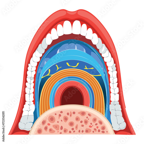 A longitudinal cross-section of the oral cavity and jawbone, showing the internal structure of the teeth, gums, and surrounding bone for dental education	