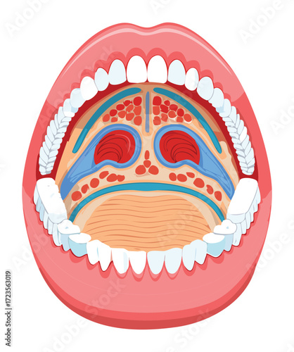 Detailed cross-section illustration of the oral and nasal cavities, pharynx, and larynx structures, emphasizing the interconnected nature of the air and food passages	