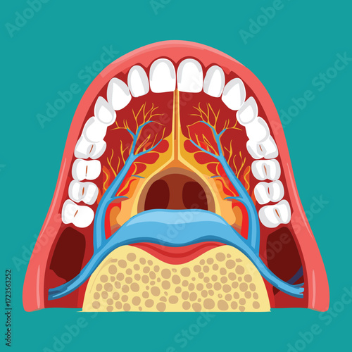 Clear anatomical cross-section illustration of the oral and nasal cavities, pharynx, and surrounding bone structure, emphasizing the respiratory and digestive pathways	