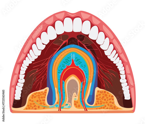 A medically accurate, longitudinal cross-section of the upper and lower jaw, showing the roots of multiple teeth, the pulp cavity, and the bone structure	