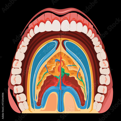 A sagittal cross-section of the head, focusing on the nasal and oral cavities, pharynx, and the layers of tissue and bone that separate these vital airway structures	
