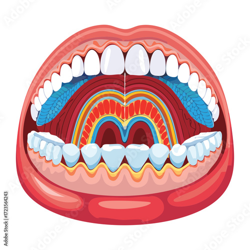A sectional view of the open mouth and oral pharynx, showing the layers of tissue, muscle, and skeletal structures, emphasizing dentition and the tongue's position	
