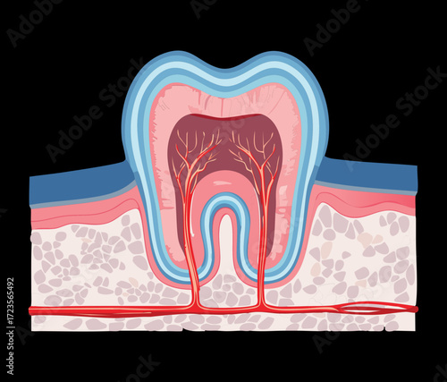 Detailed cross-section illustration of a healthy molar tooth, showing the layers from enamel to pulp and the root embedded in the jawbone	
